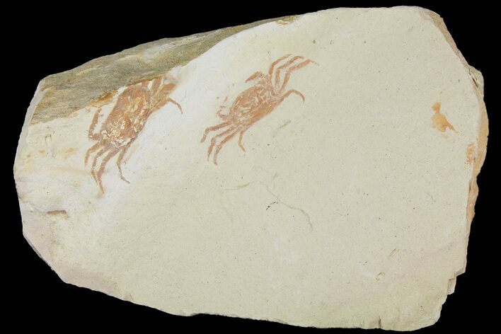 Two Miocene Pea Crab (Pinnixa) Fossils - California #177015
